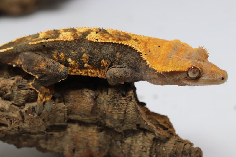 Crested Gecko - Female