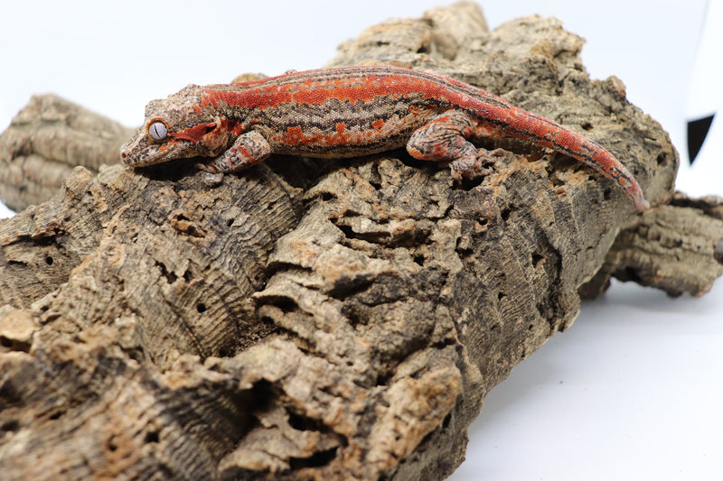 Gargoyle Gecko - GF8-20