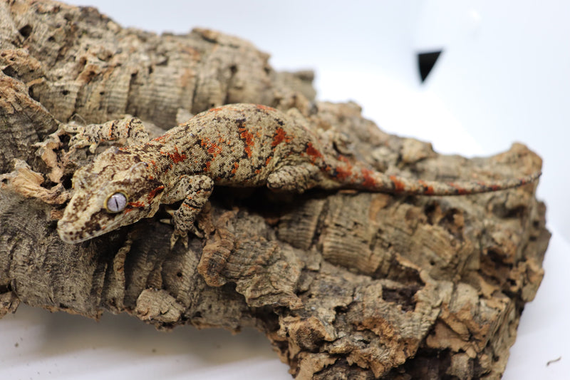Gargoyle Gecko - GF19-20