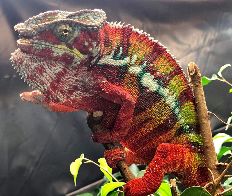 Ambilobe Panther Chameleon