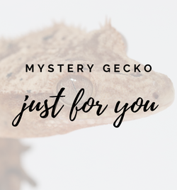 Mystery Crested Gecko
