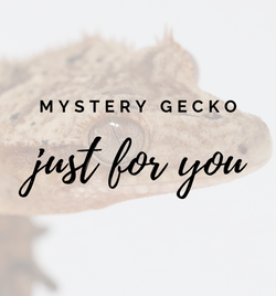 Mystery Crested Gecko - Roberson Reptiles