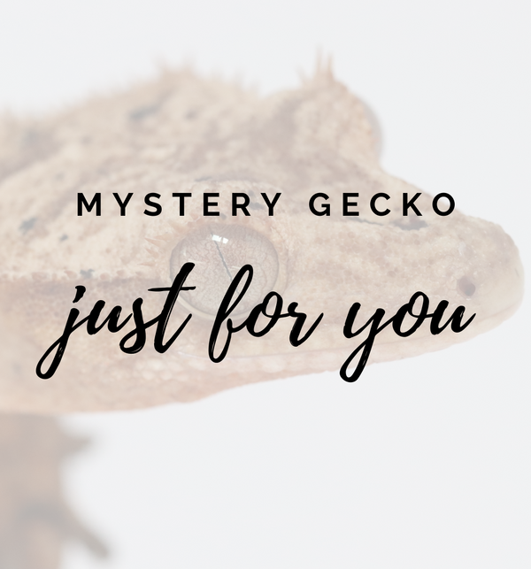 Mystery Crested Gecko