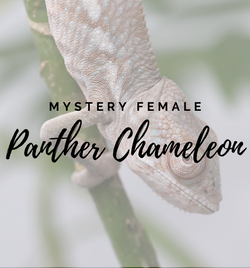 Panther Chameleon for sale