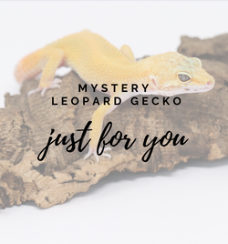 Leopard Gecko for sale